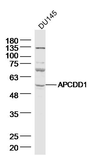 Anti-APCDD1 Polyclonal Antibody