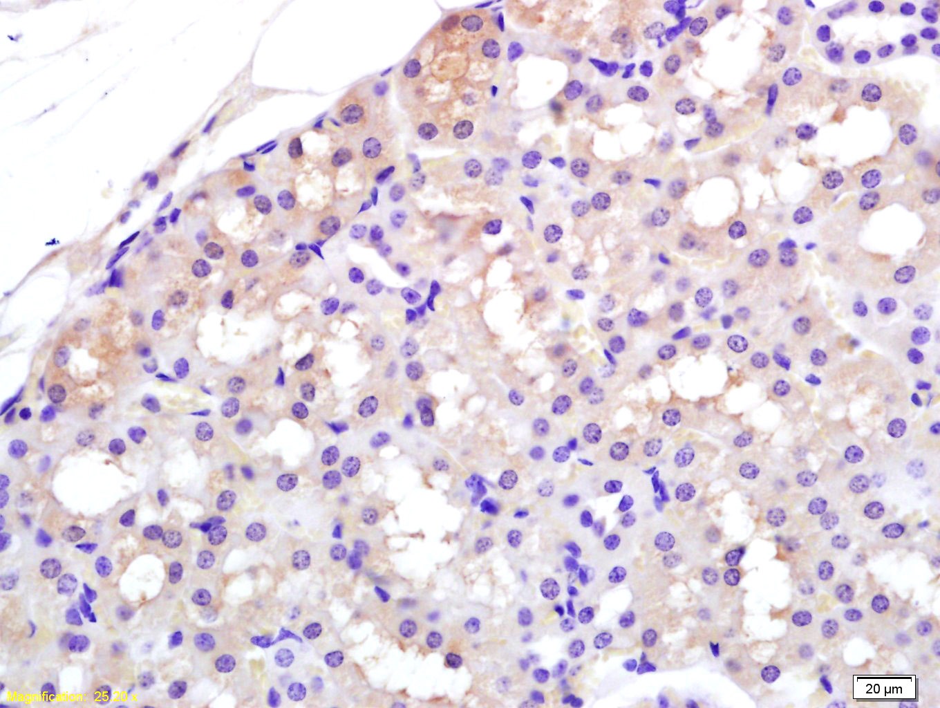 Anti-APAF1(NT) Polyclonal Antibody
