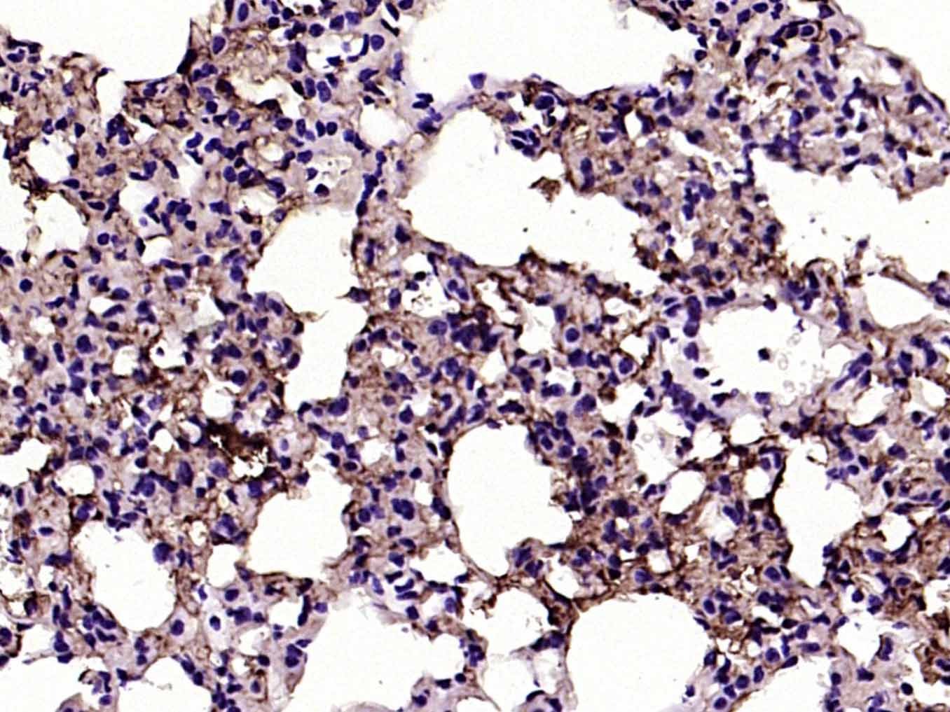 Anti-Aquaporin-4/AQP4 Antibody (8G264)