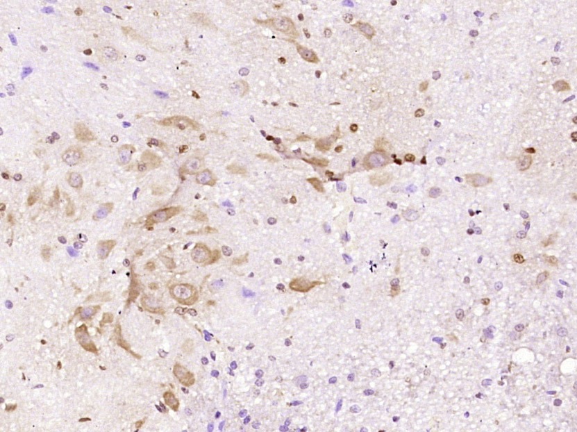 Anti-Aquaporin-4/AQP4 Antibody (8G264)