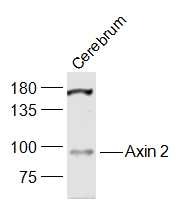 Anti-Axin-2 Polyclonal Antibody
