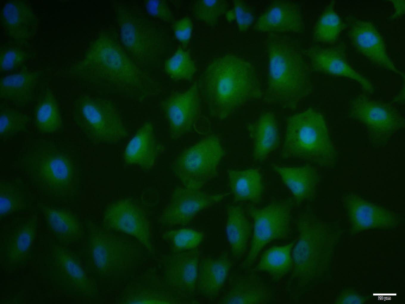 Anti-ANXA1 Polyclonal Antibody