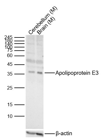 Anti-Apolipoprotein E/APOE3 Polyclonal Antibody