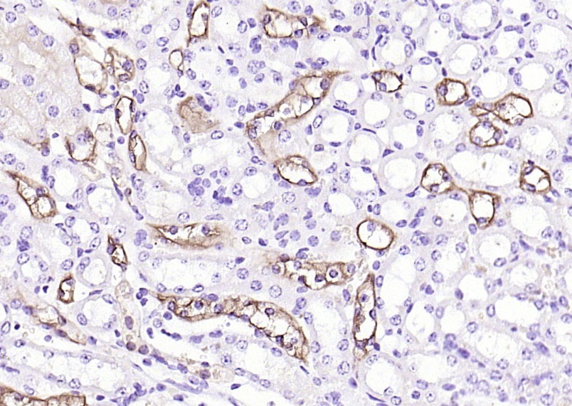 Anti-Aquaporin-1/AQP1 Polyclonal Antibody