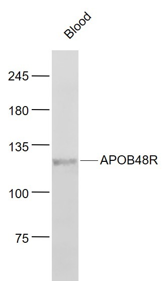 Anti-APOB48R Polyclonal Antibody