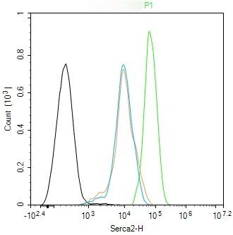 Anti-ATP2A2 Polyclonal Antibody