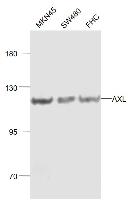 Anti-AXL Polyclonal Antibody