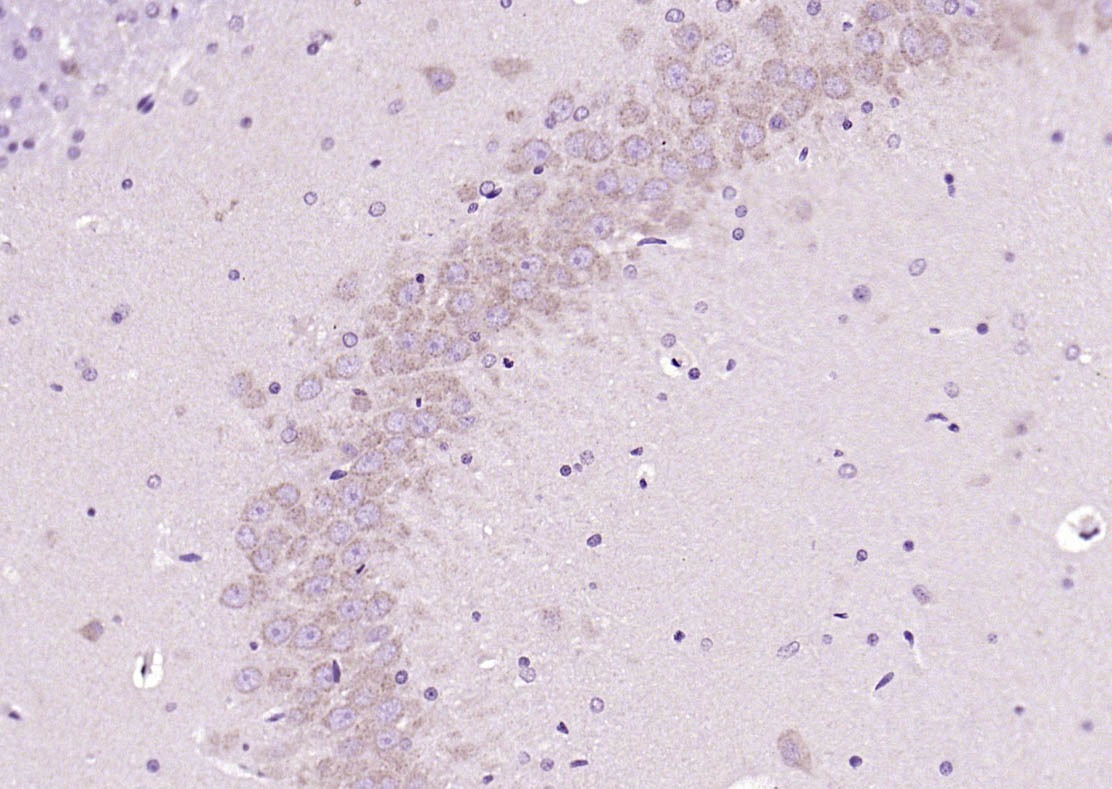 Anti-APAF1(NT) Polyclonal Antibody