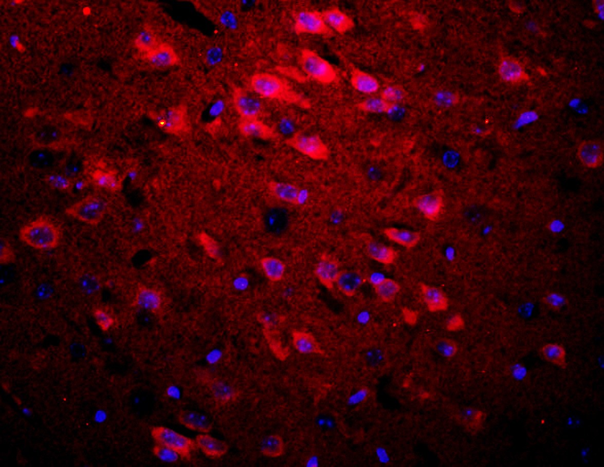 Anti-Apolipoprotein E/APOE3 Polyclonal Antibody