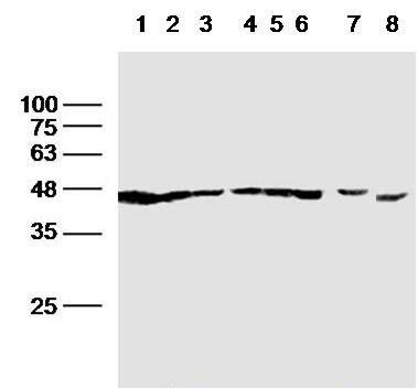Beta-Actin Loading Control Polyclonal Antibody 2