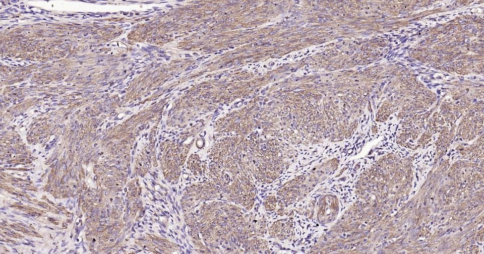 Beta-Actin Loading Control Antibody (1W773)