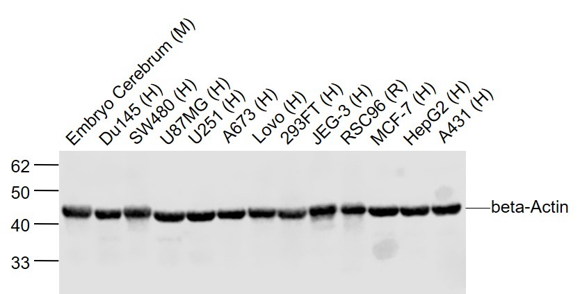 Beta-Actin Loading Control Polyclonal Antibody