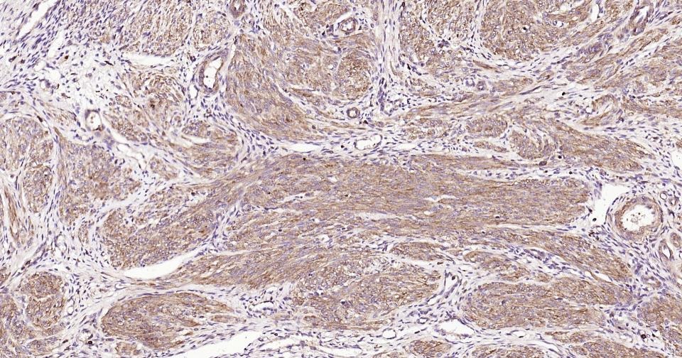 Beta-Actin Loading Control Polyclonal Antibody