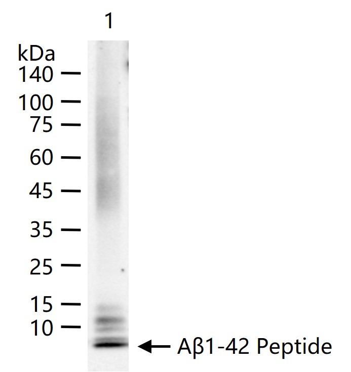 Anti-Beta-Amyloid 1-42 Antibody (6J263)
