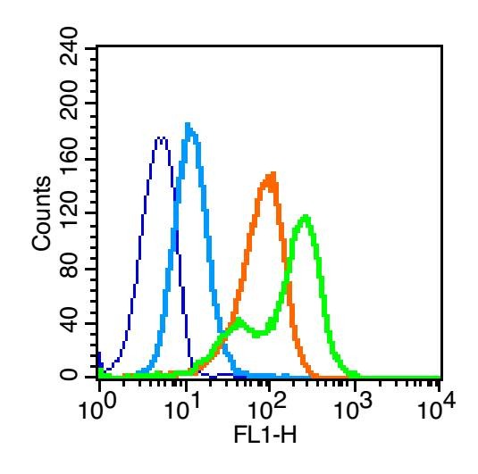 Beta-Actin Loading Control Polyclonal Antibody 2