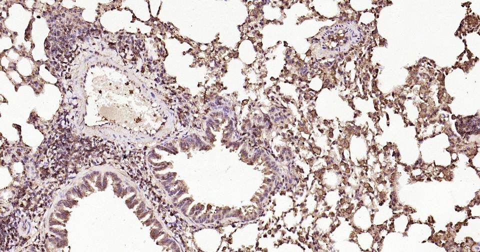Beta-Actin Loading Control Polyclonal Antibody
