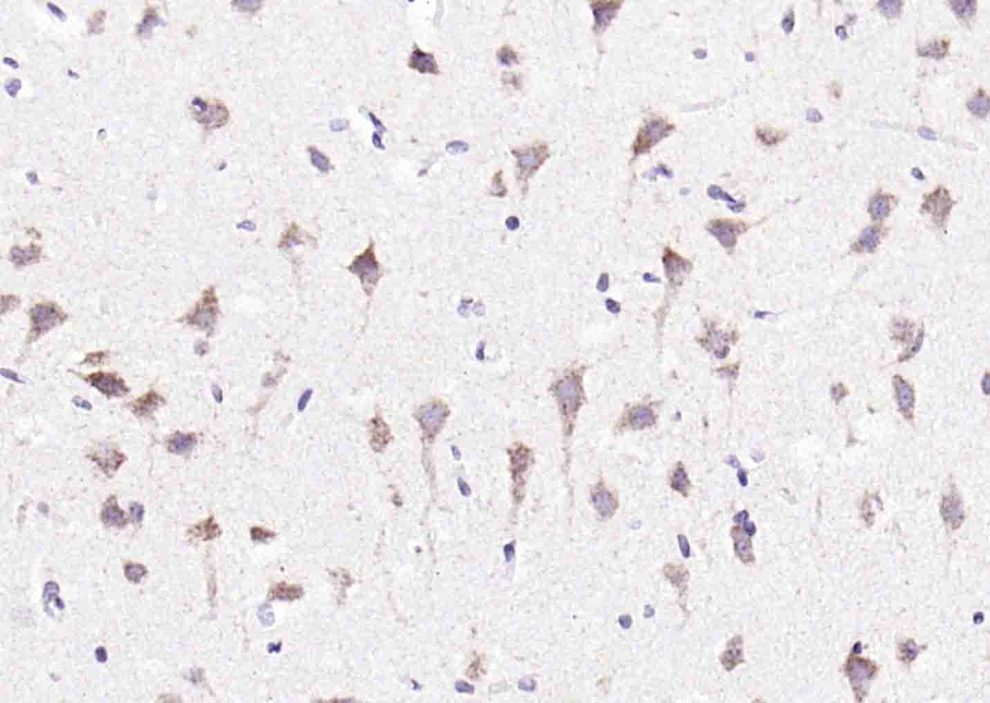 Anti-Beta-Amyloid 1-16 Polyclonal Antibody