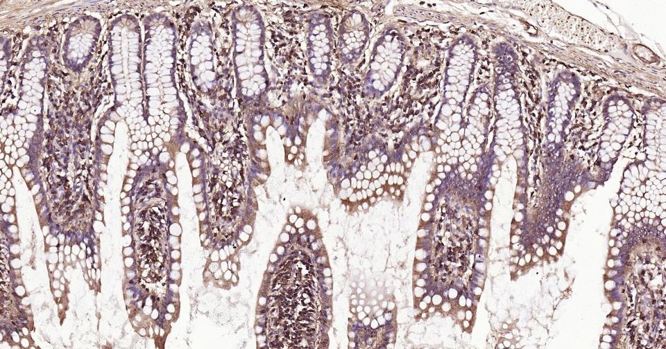 Beta-Actin Loading Control Polyclonal Antibody