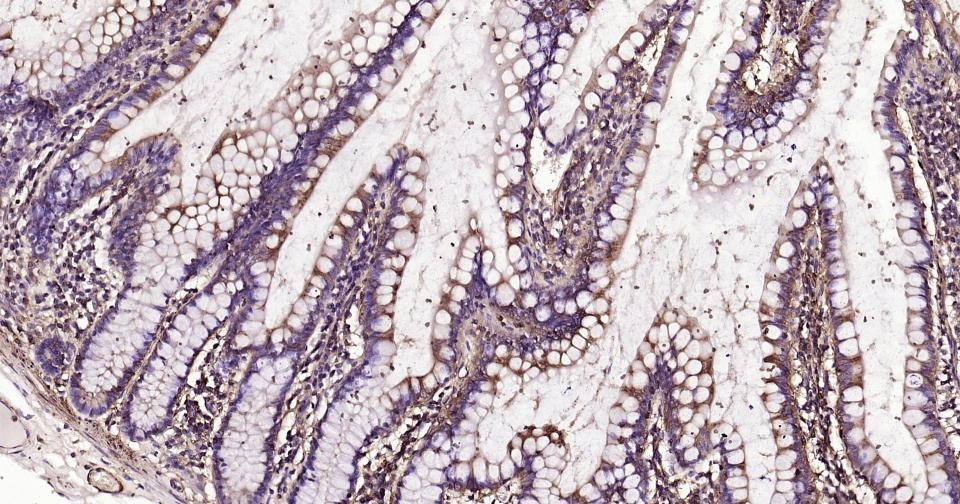Beta-Actin Loading Control Antibody (1W773)