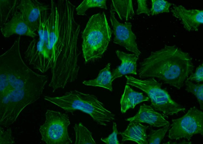 Beta-Actin Loading Control Polyclonal Antibody
