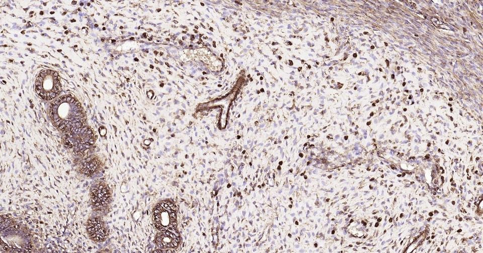Beta-Actin Loading Control Antibody (1W773)