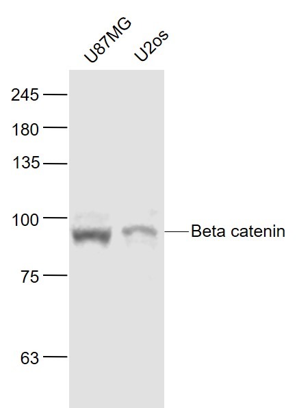 Anti-Beta-Catenin Antibody (5O621)