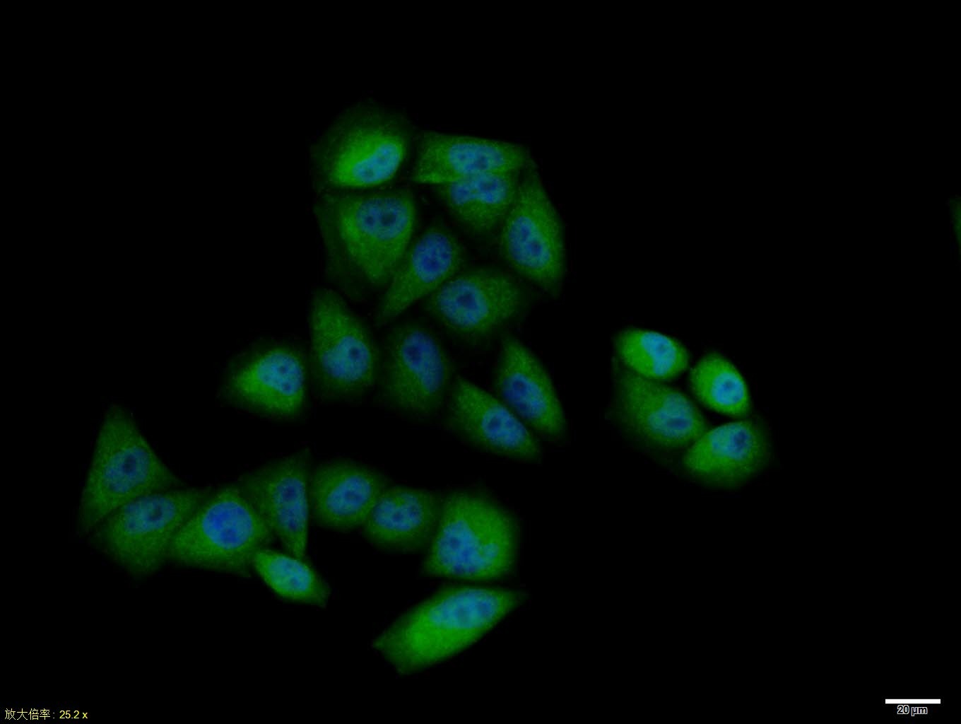 Anti-CCNB1 Polyclonal Antibody