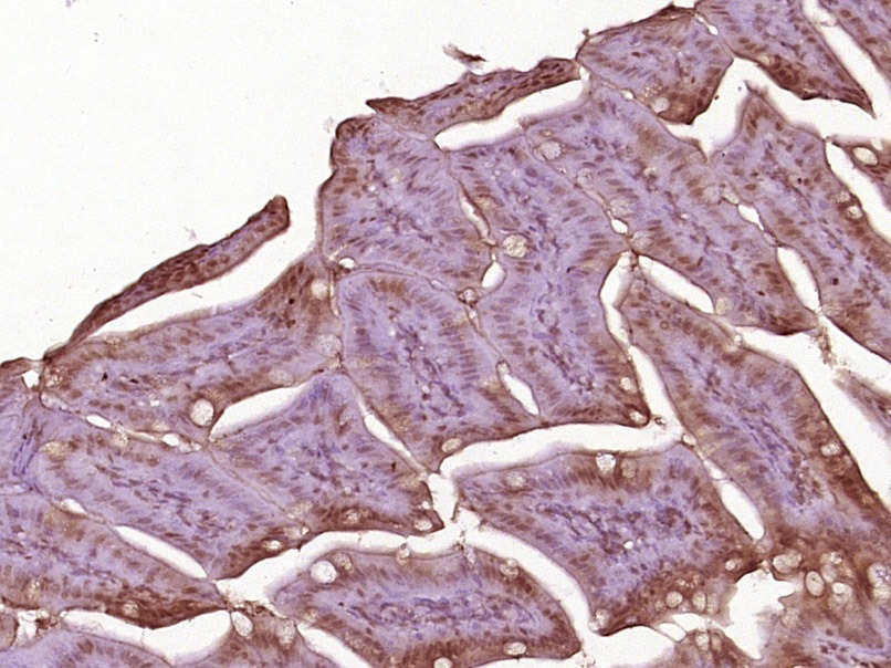 Anti-CCNB1 Polyclonal Antibody