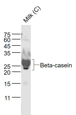Anti-Beta-casein Polyclonal Antibody 2