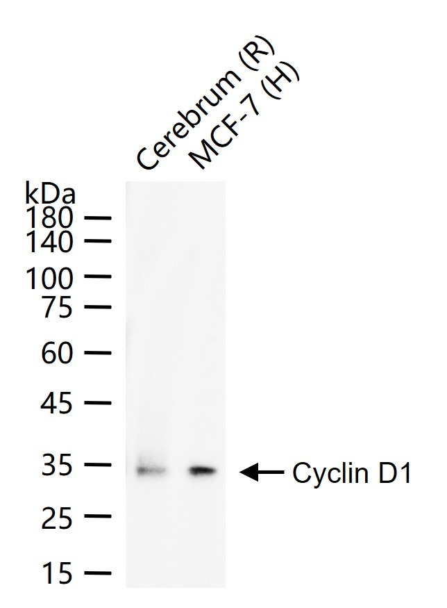 Anti-CCND1 Polyclonal Antibody