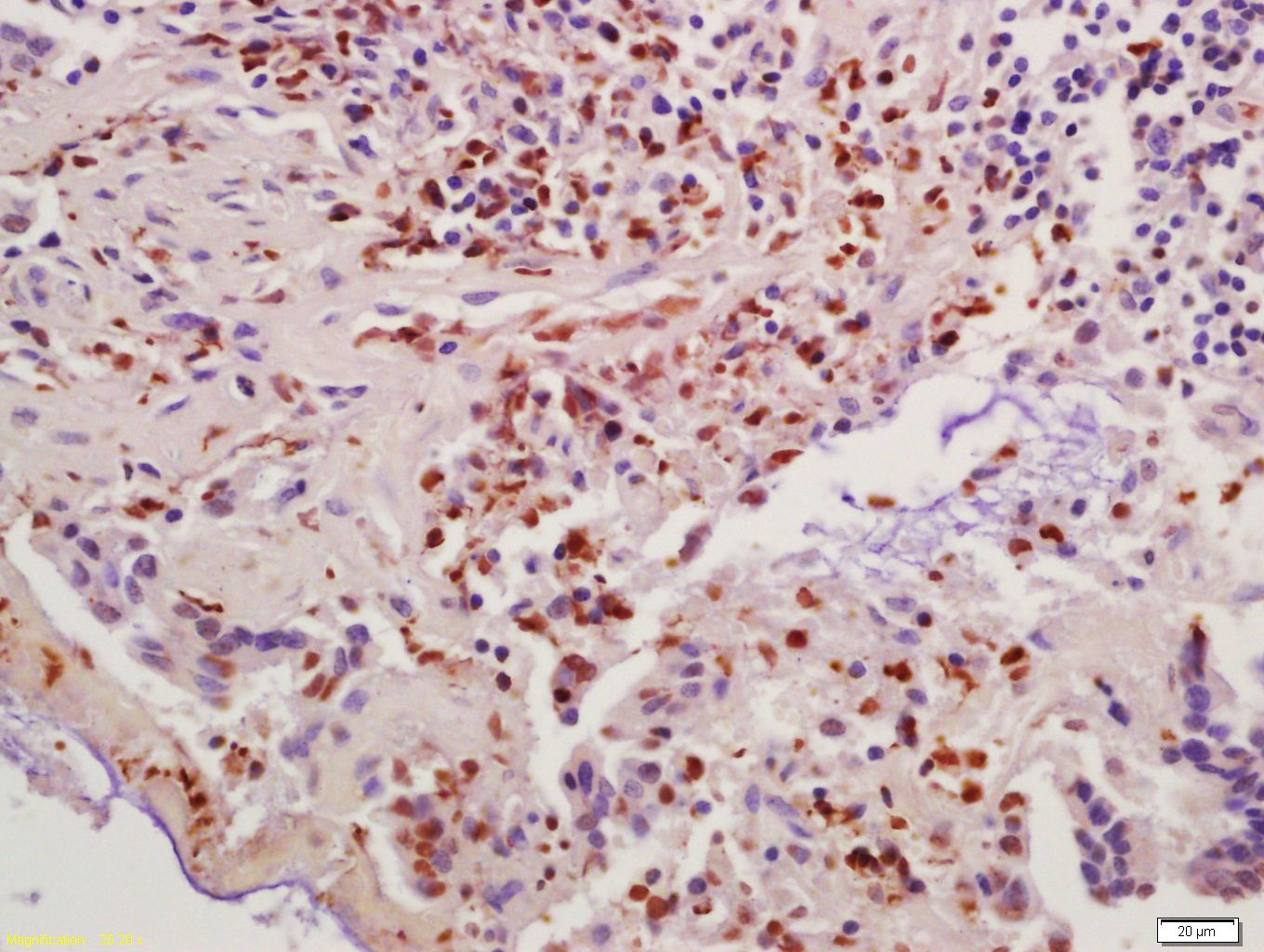 Anti-CCNB1 Polyclonal Antibody