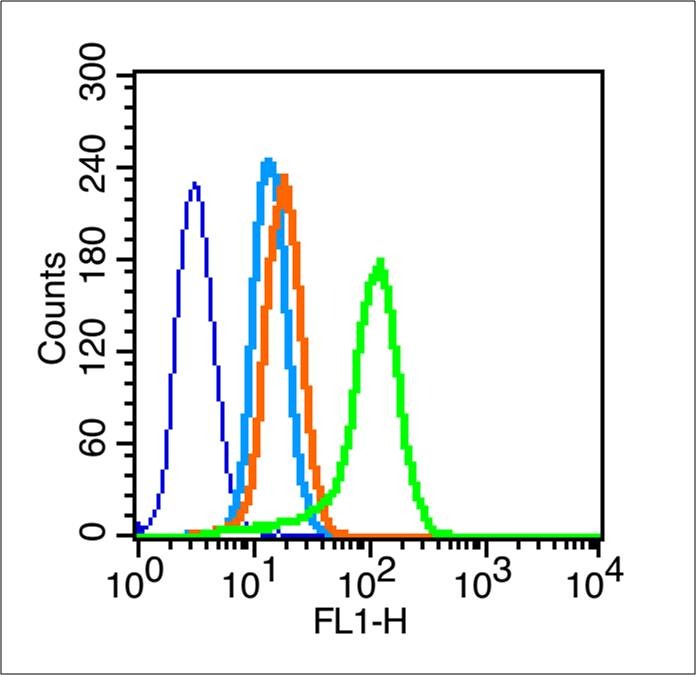 Anti-CCNB1 Polyclonal Antibody