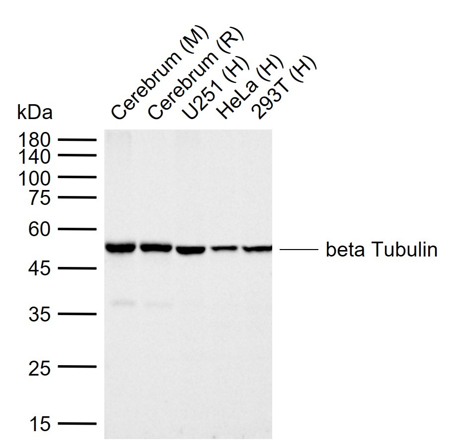 Beta-Tubulin Loading Control Antibody (1L64)