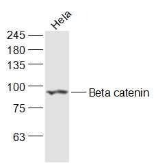 Anti-Beta-Catenin Polyclonal Antibody 2