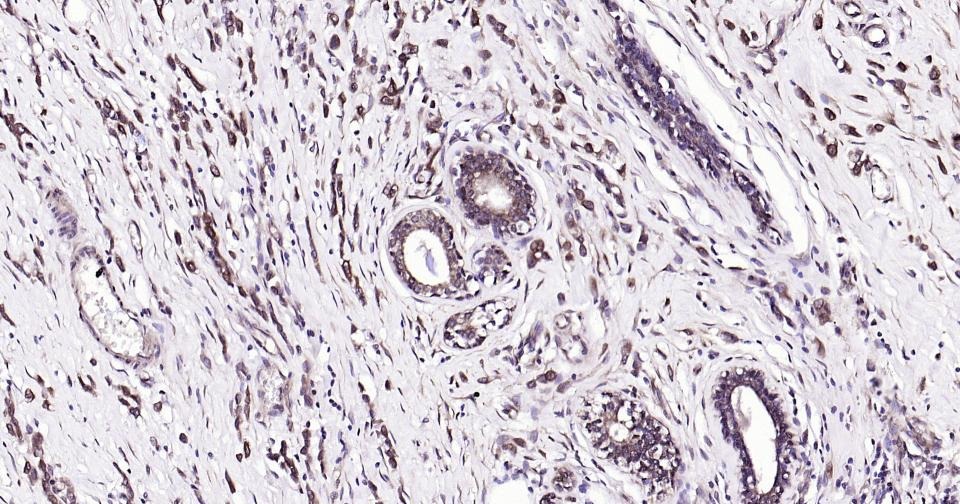 Beta-Tubulin Loading Control Antibody (8M945)