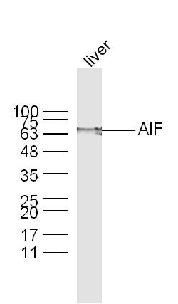 Anti-AIF Polyclonal Antibody