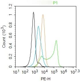 Anti-AHR Polyclonal Antibody