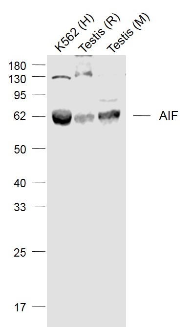 Anti-AIF Polyclonal Antibody