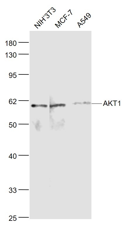 Anti-AKT1 Polyclonal Antibody