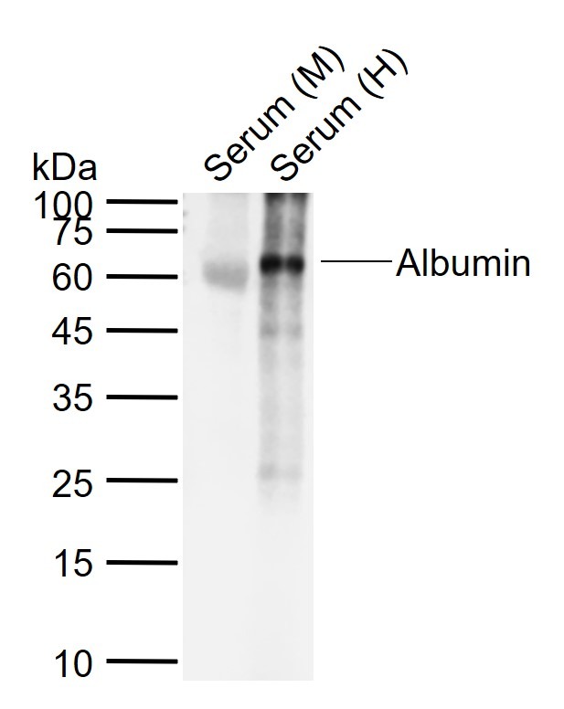 Anti-Albumin Polyclonal Antibody