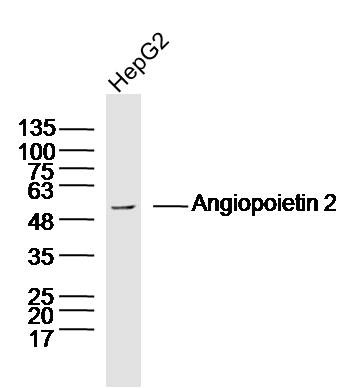 Anti-ANGPT2/Angiopoietin-2 Polyclonal Antibody