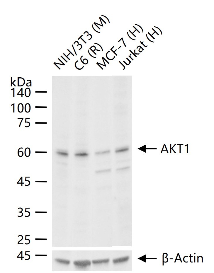 Anti-AKT1 Polyclonal Antibody 2