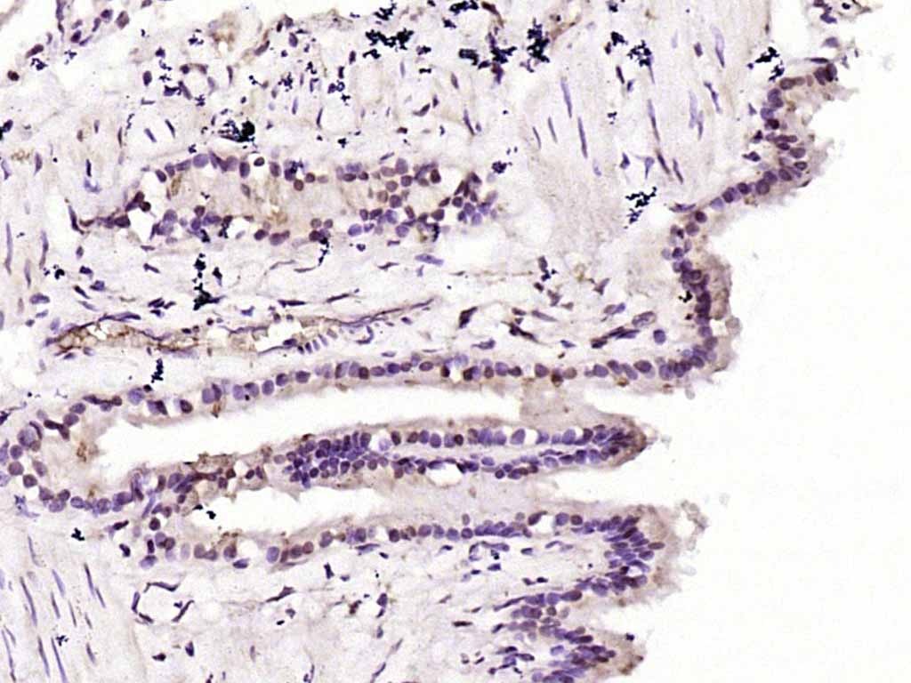 Anti-AKT1 Polyclonal Antibody