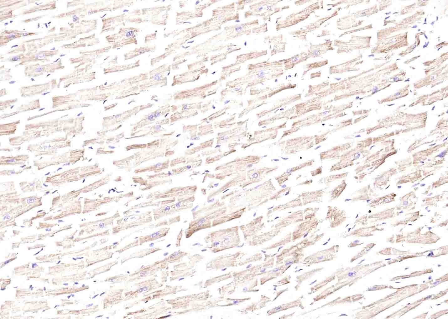 Anti-ANGPTL4 Polyclonal Antibody