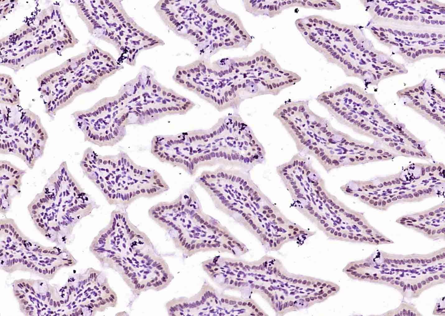 Anti-AIM2 Polyclonal Antibody