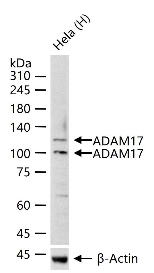 Anti-ADAM17 Polyclonal Antibody