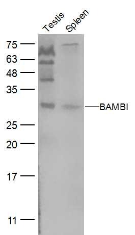 Anti-BAMBI Polyclonal Antibody