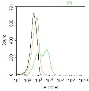 Anti-Aquaporin-4/AQP4 Polyclonal Antibody