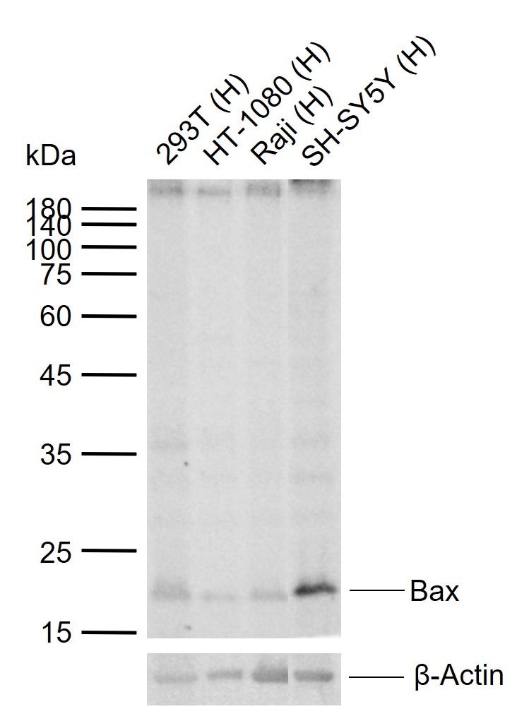 Anti-BAX Antibody (3I323)
