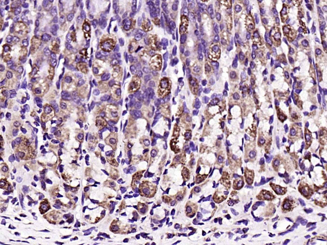 Anti-Aquaporin-4/AQP4 Polyclonal Antibody